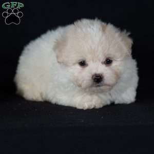 Tina (Mini), Bichon Frise Puppy